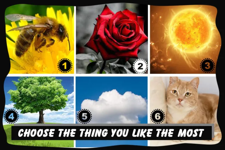 Choose the thing you like the most?