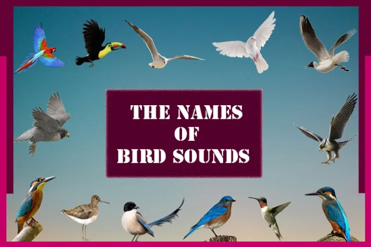 The names of bird sounds