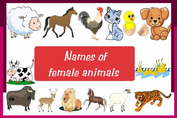 Names of female animals