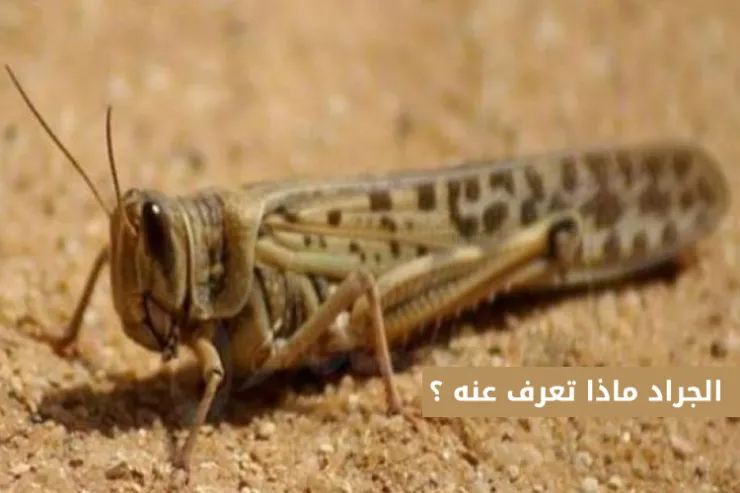 الجراد ماذا تعرف عنه ؟