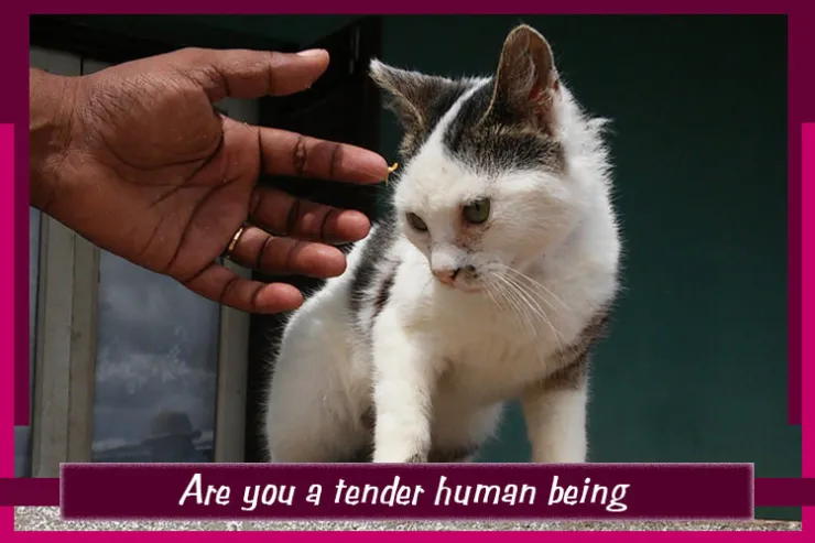 Are you a tender human being?
