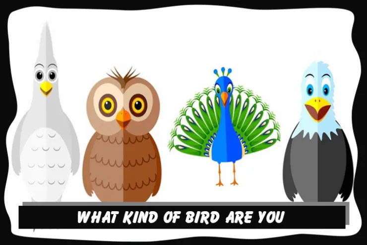 What kind of bird are you?