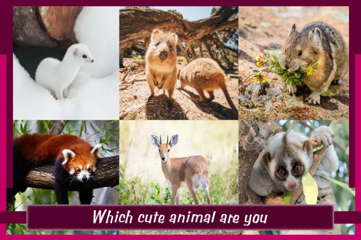 Which cute animal are you?
